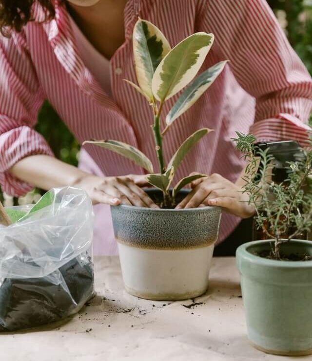 woman planting plant in pot e1640743451426
