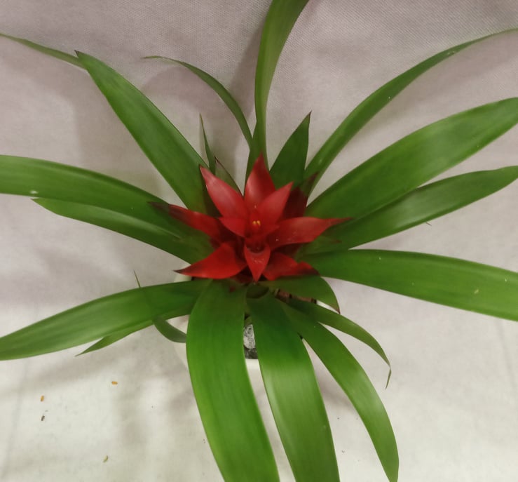 Γκουζμάνια Σε Πήλινο Κασπώ - Image 2