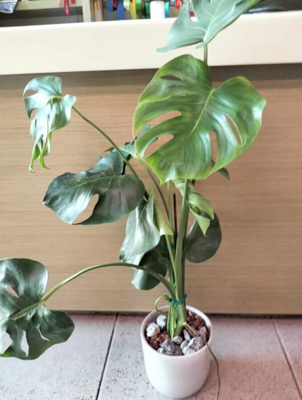 Monstera - Image 3