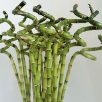 bambou kladi