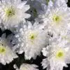 images 5