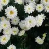 images 6