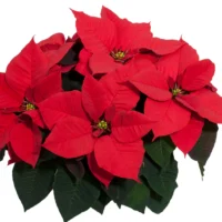 Αλεξανδρινό