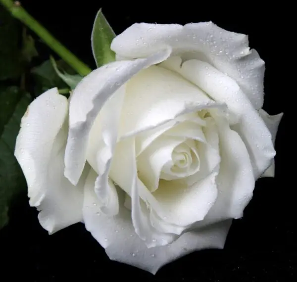 white rose 1280x1217 1