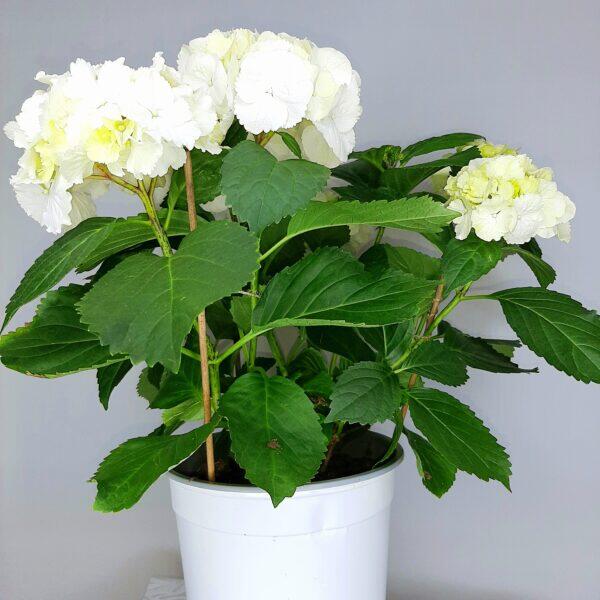 Ορτανσία Λευκή - Image 2